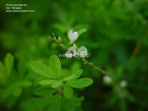 lespedeza, sericea